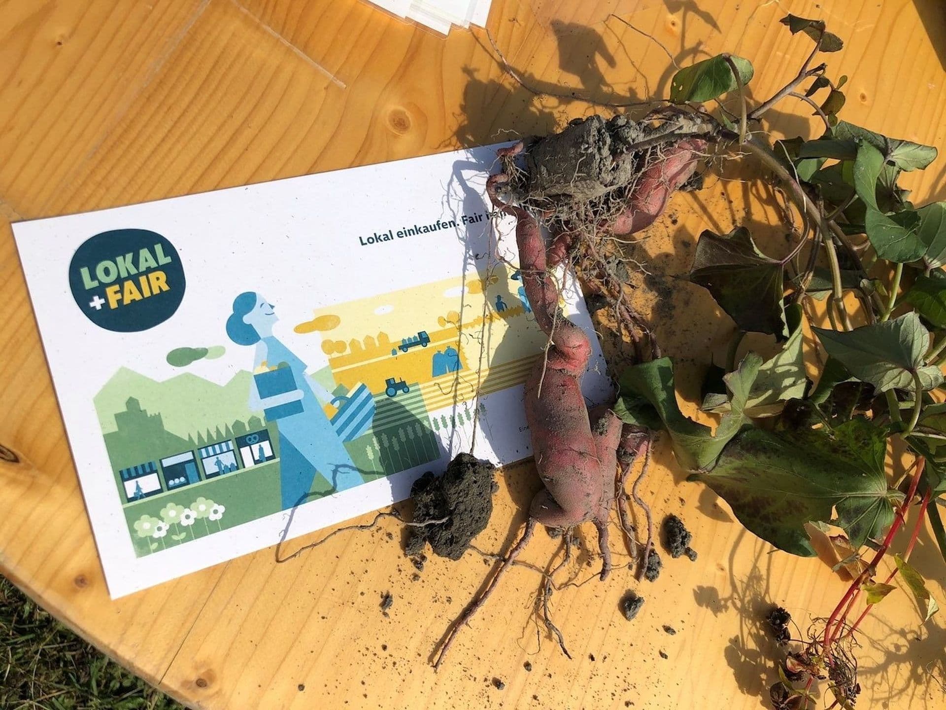 Süßkartoffeln mit Wurzeln auf einem Tisch, daneben eine Broschüre mit einer stilisierten Illustration und dem Text „Lokal + Fair“.
