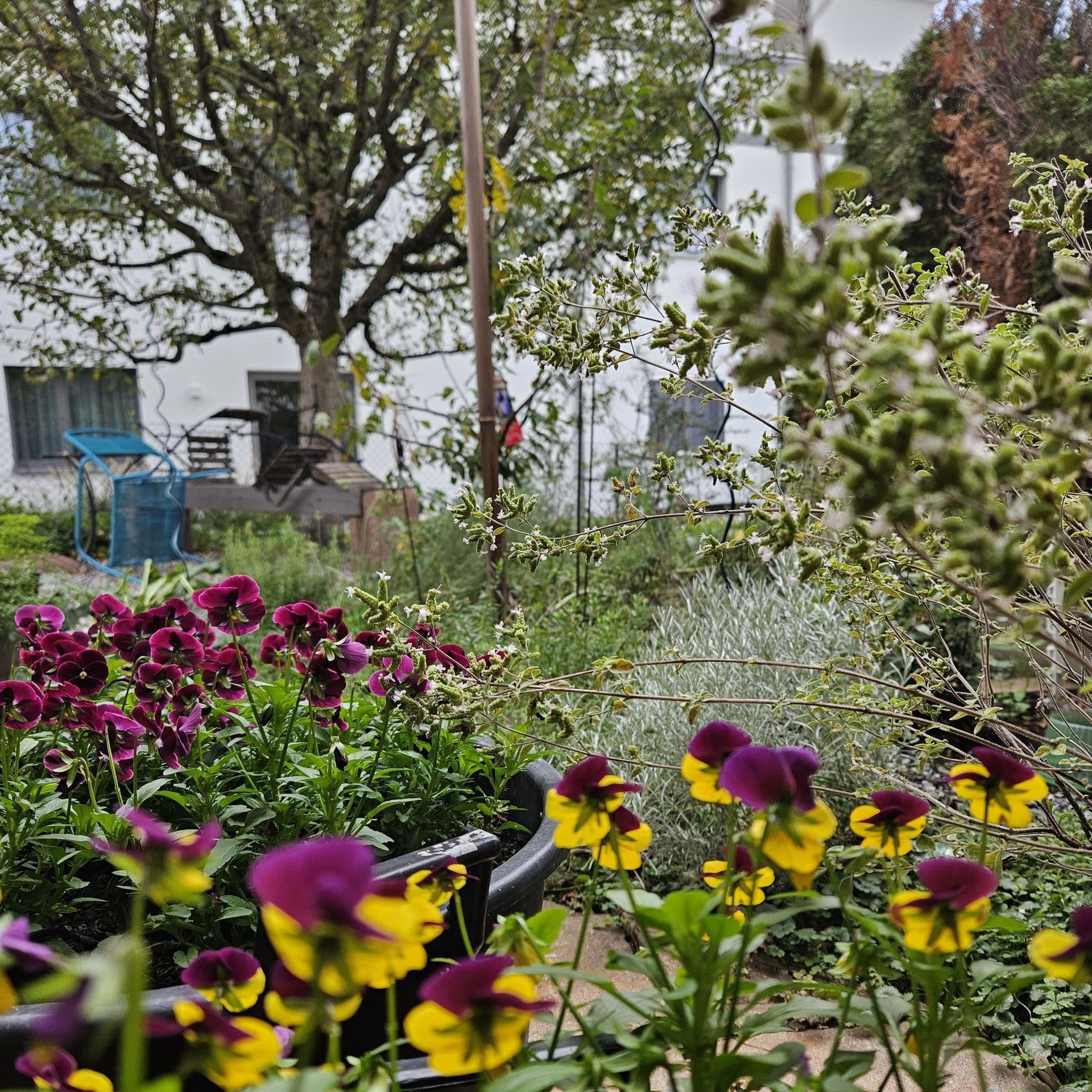 Ein Garten mit leuchtenden lila und gelben Blumen, üppigem Grün und einem großen Baum im Hintergrund neben einem weißen Gebäude.
